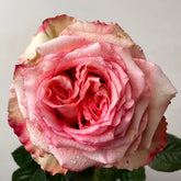 Peach Rose-桃